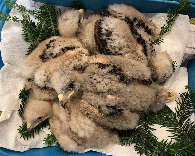 Here are the Hobbit babies! Bilbo, Frodo, Samwise & little Pippin. Here are the Hobbit babies! Bilbo, Frodo, Samwise & little Pippin.