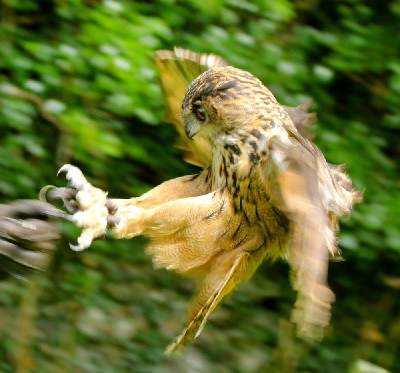 Wendy Hryniw somehow managed to capture this great photo of Dingle in flight, he looks really fast in this photo! I love how far forward he throws his feet before landing. Wendy Hryniw somehow managed to capture this great photo of Dingle in flight, he looks really fast in this photo! I love how far forward he throws his feet before landing.
