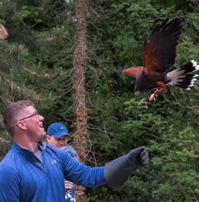 Thank you to Sherry Green for this great photo of her son, Michael, flying hawks with us last May, it is a really wonderful photo. Thank you to Sherry Green for this great photo of her son, Michael, flying hawks with us last May, it is a really wonderful photo.