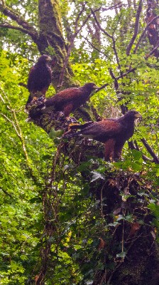 Our wonderful Falconer Joe took this great photo recently of Beckett, Swift & Joyce when he flew them with guests during a recent Hawk Walk. Our wonderful Falconer Joe took this great photo recently of Beckett, Swift & Joyce when he flew them with guests during a recent Hawk Walk.