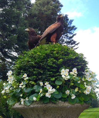 I love this photo of Earrach & Wilde that Joe took when he flew them on a Hawk Walk recently with castle guests. They think the new plant tubs are a great idea! I love this photo of Earrach & Wilde that Joe took when he flew them on a Hawk Walk recently with castle guests. They think the new plant tubs are a great idea!