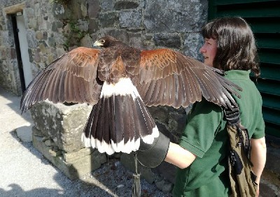 For World Falconry Day 2018 (slogan - Women Falconers) here is Mary with beautiful Maya. For World Falconry Day 2018 (slogan - Women Falconers) here is Mary with beautiful Maya.
