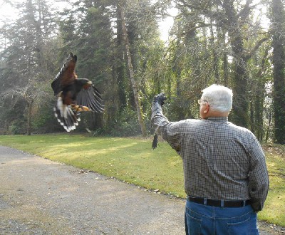 Milly coming in to land on Don Wilkinson as he flew her during his recent Hawk Walk with us. Deb Wilkinson captured this great landing moment. Milly coming in to land on Don Wilkinson as he flew her during his recent Hawk Walk with us. Deb Wilkinson captured this great landing moment.