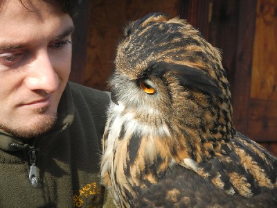 I love this wonderfully expressive photo of Joe with Dingle. Thank you to Kathleen & Rebecca for sending this great photo. Rebecca & Kathleen flew Stoker & Maya with us during their recent Hawk Walk. I love this wonderfully expressive photo of Joe with Dingle. Thank you to Kathleen & Rebecca for sending this great photo. Rebecca & Kathleen flew Stoker & Maya with us during their recent Hawk Walk.