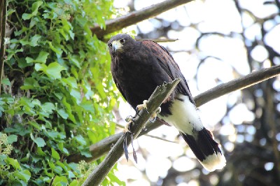 Michael Rosenthal took this great photo of Rua while flying her recently. I love how it really shows off how big and formidable her talons are!!! Michael Rosenthal took this great photo of Rua while flying her recently. I love how it really shows off how big and formidable her talons are!!!