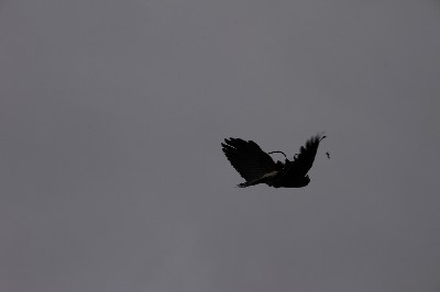 Sonora turned fully upside-down to catch a food reward that we have thrown up into the air for her to catch. Sonora turned fully upside-down to catch a food reward that we have thrown up into the air for her to catch.