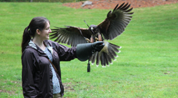Ireland's School of Falconry
