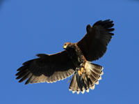 Ireland�s School of Falconry