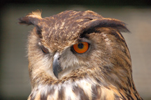 Ireland's School of Falconry