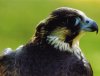 Ardilaun - Peregrine Falcon - Price: €2
